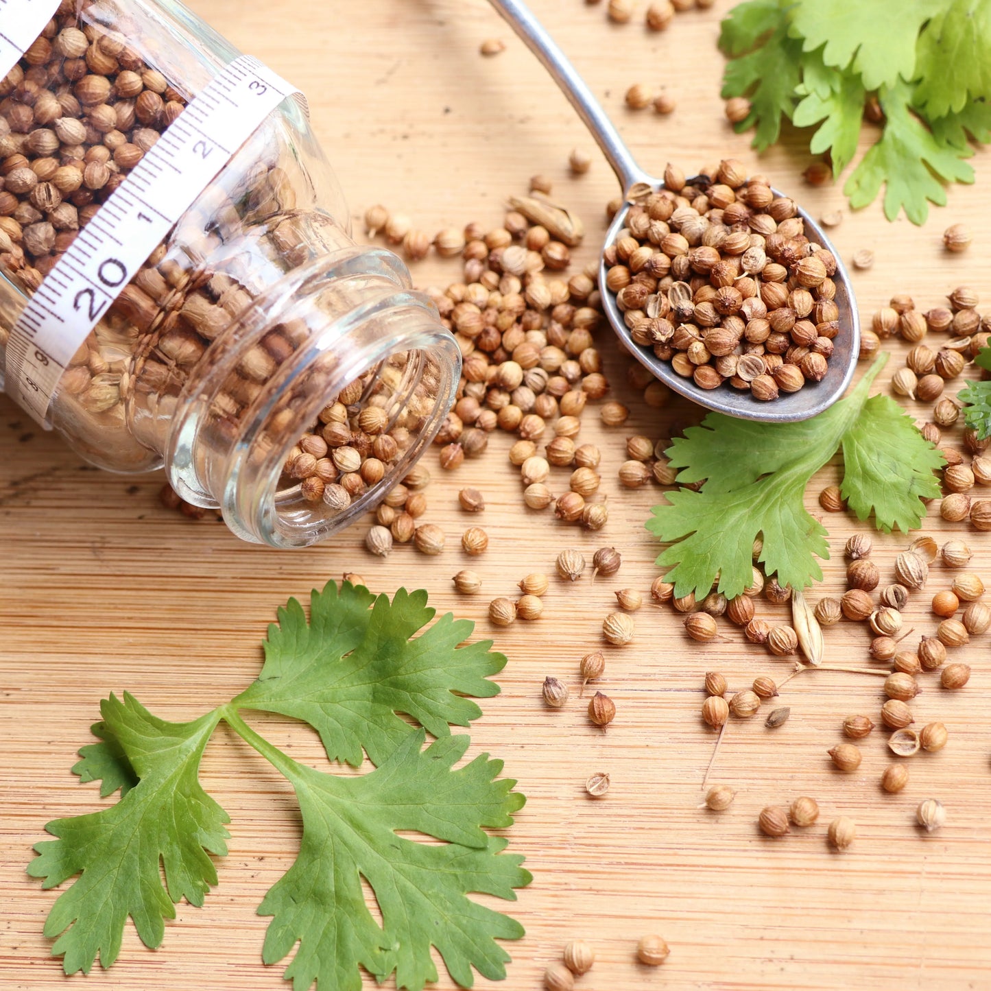 Coriander_seeds_1