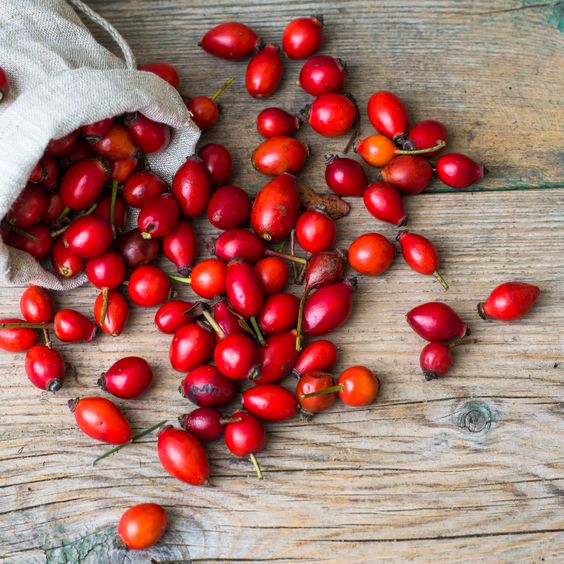 Dried wild rose hips