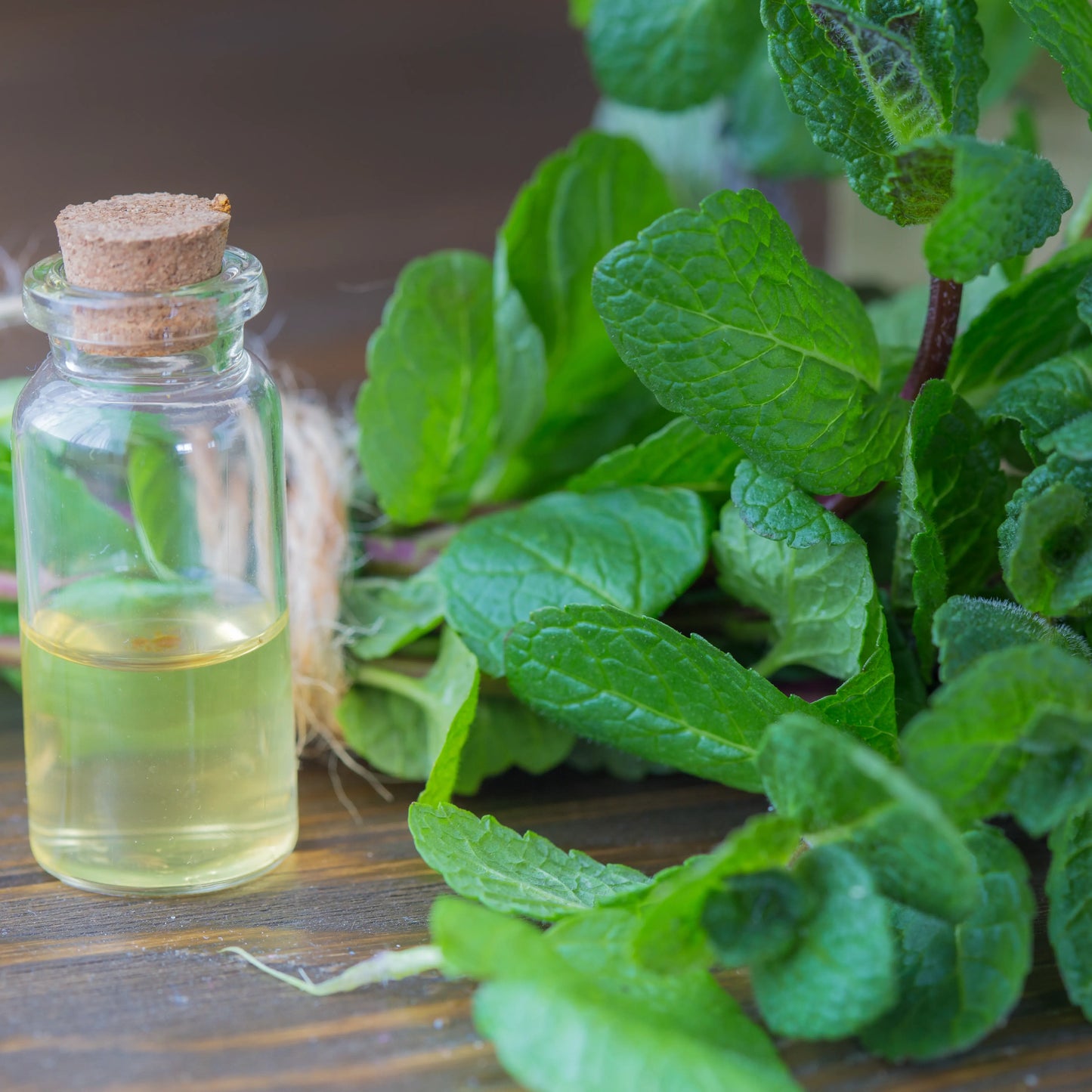 100% Pure, Natural Peppermint Mentha Arvensis Essential Oil