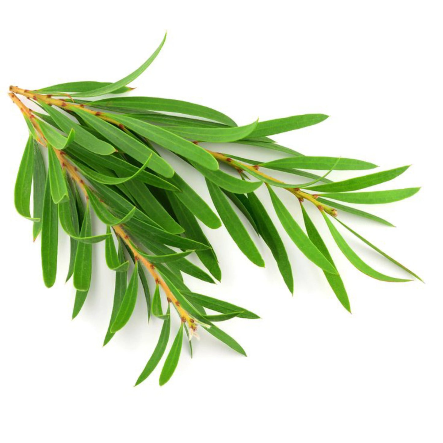 100% Pure, Natural Tea Tree (Australian) Essential Oil