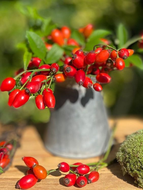 Dried wild rose hips