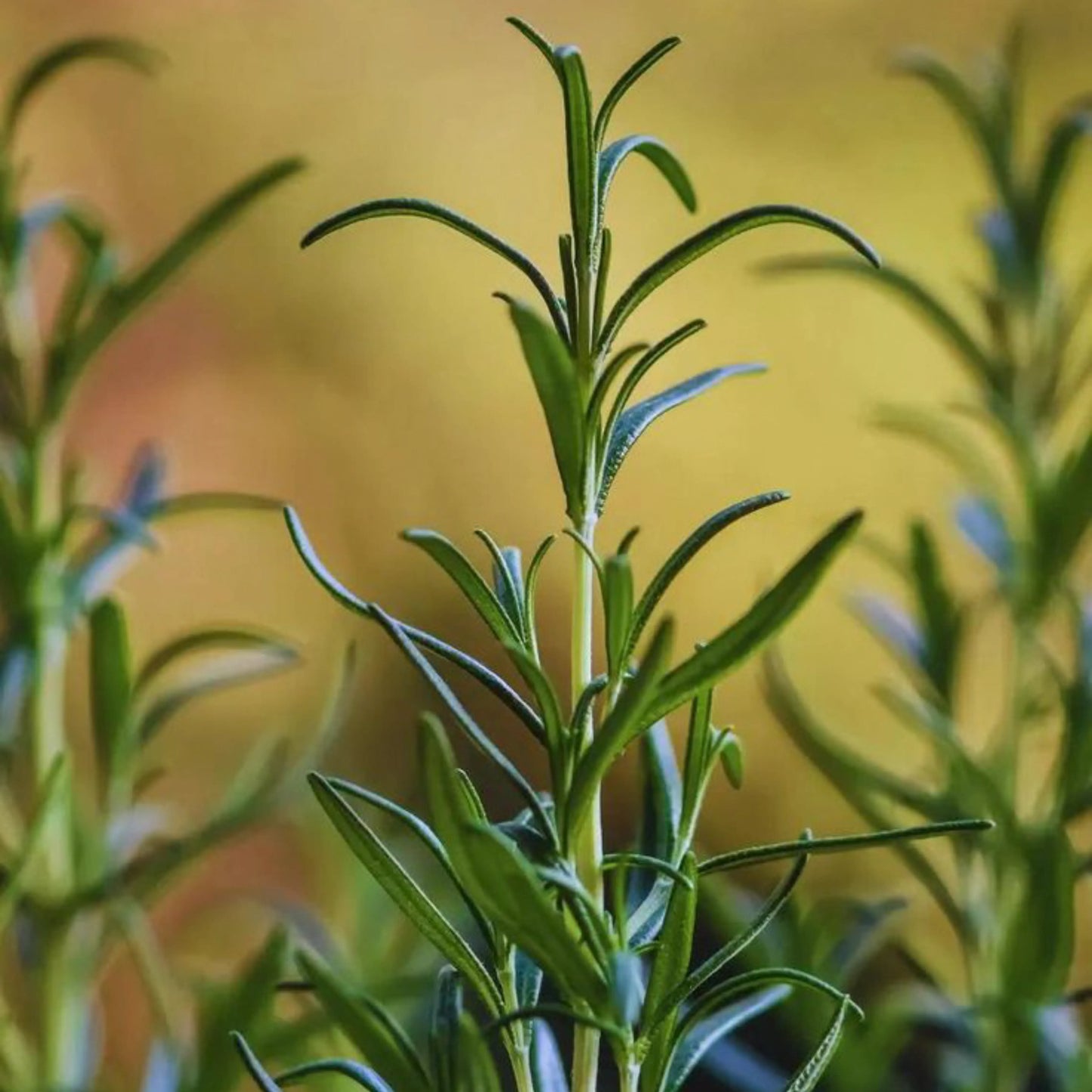 100% Pure, Natural Tea Tree (Australian) Essential Oil