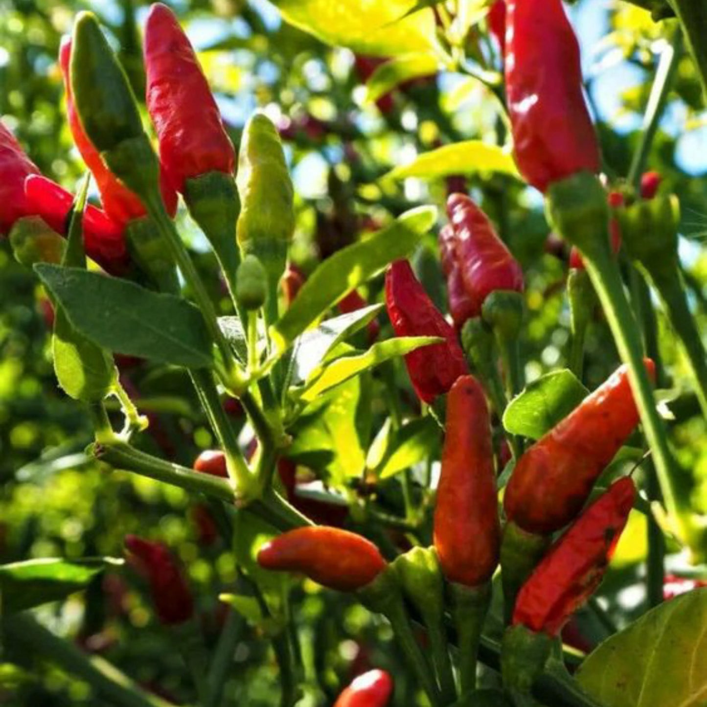 Chili pepper Bird eye