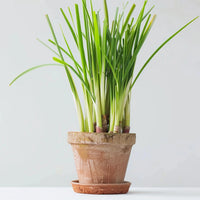 Lemongrass (Cymbopogon)