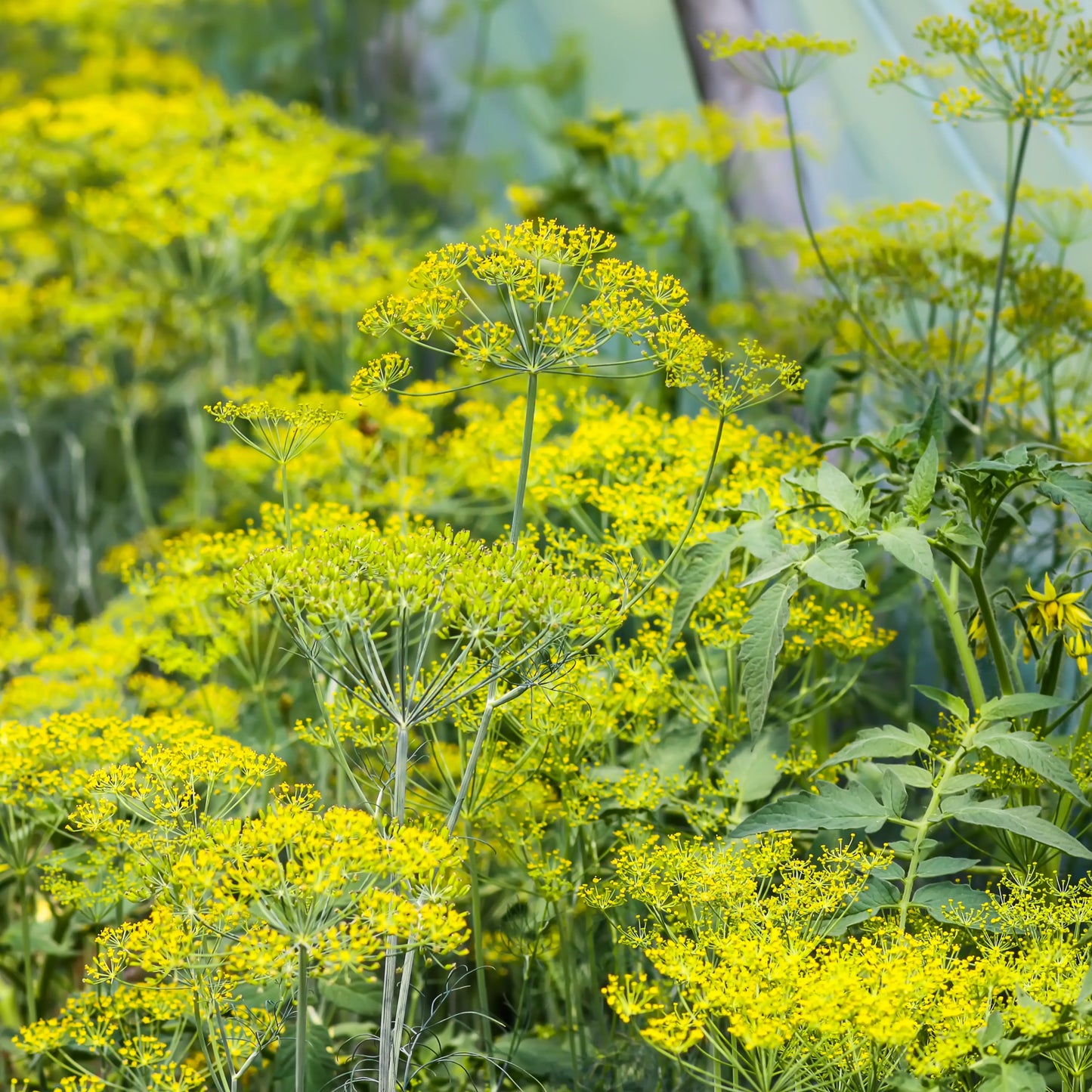 Dill seeds