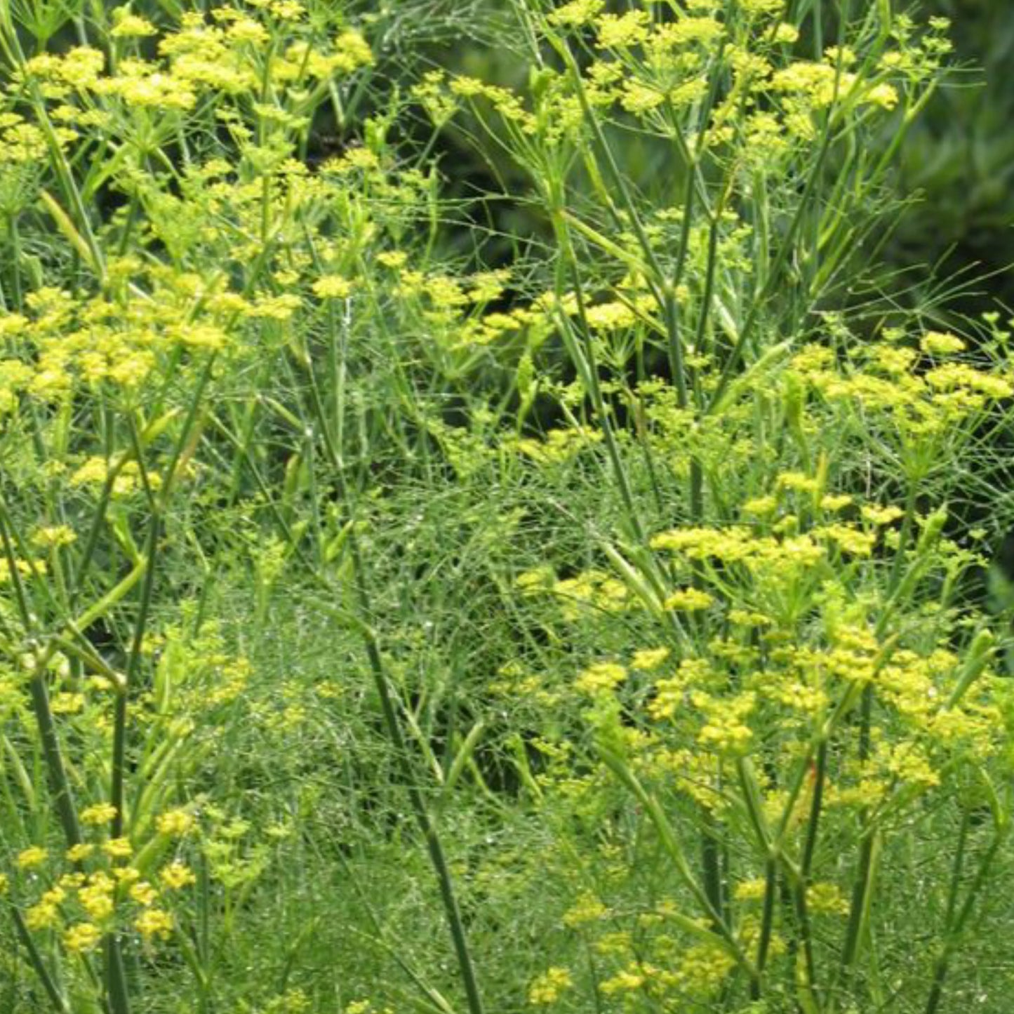 Fennel