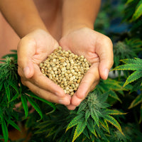 Hemp seeds