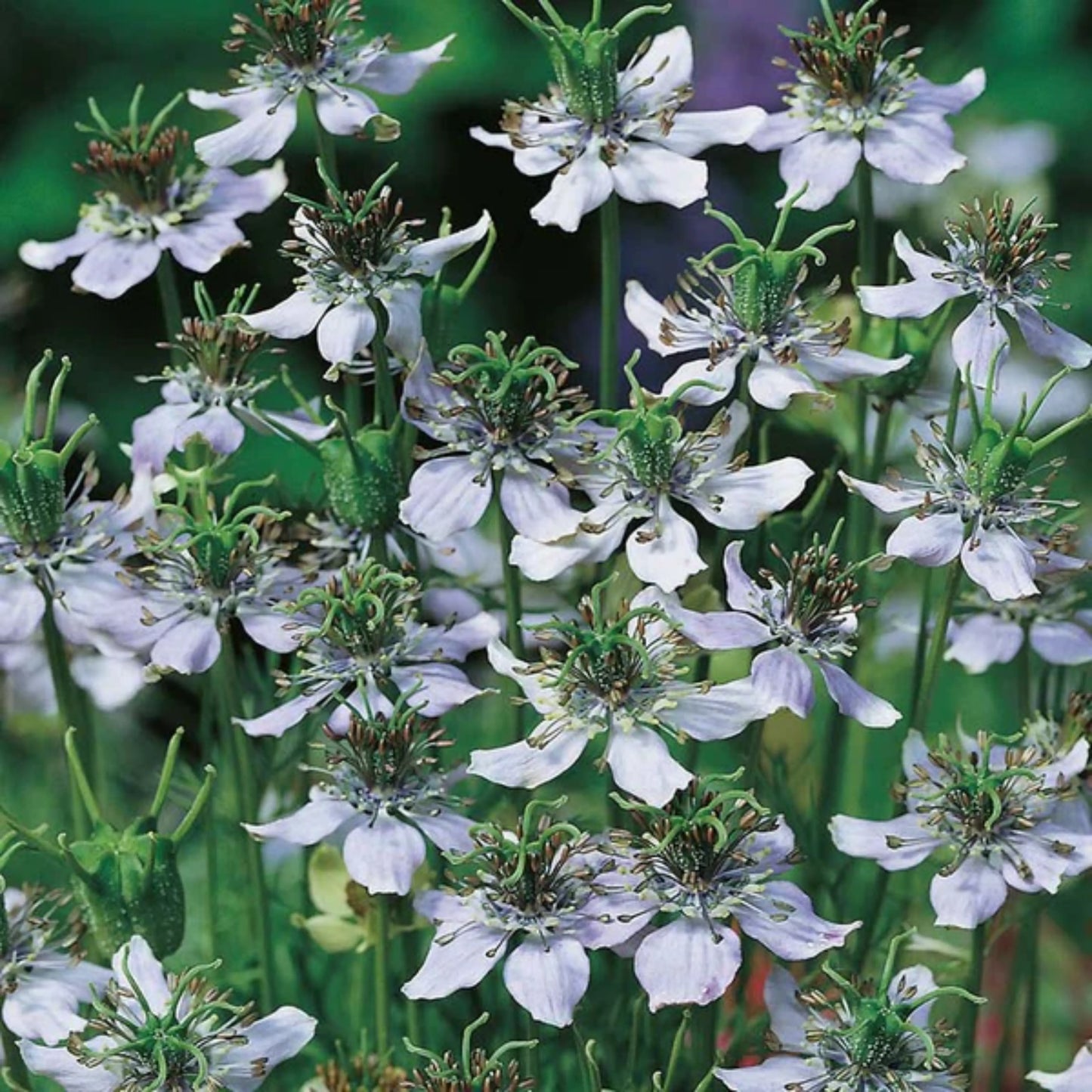 Caraway black