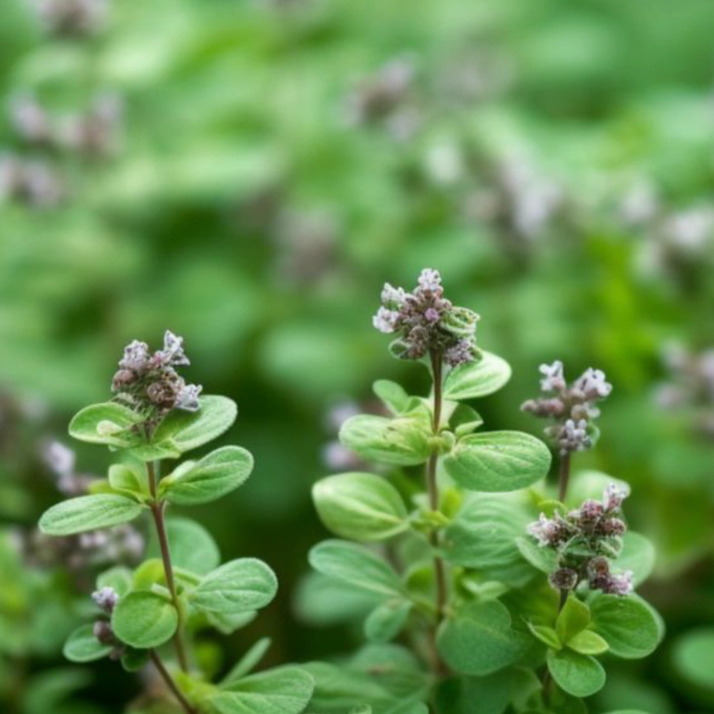 Marjoram