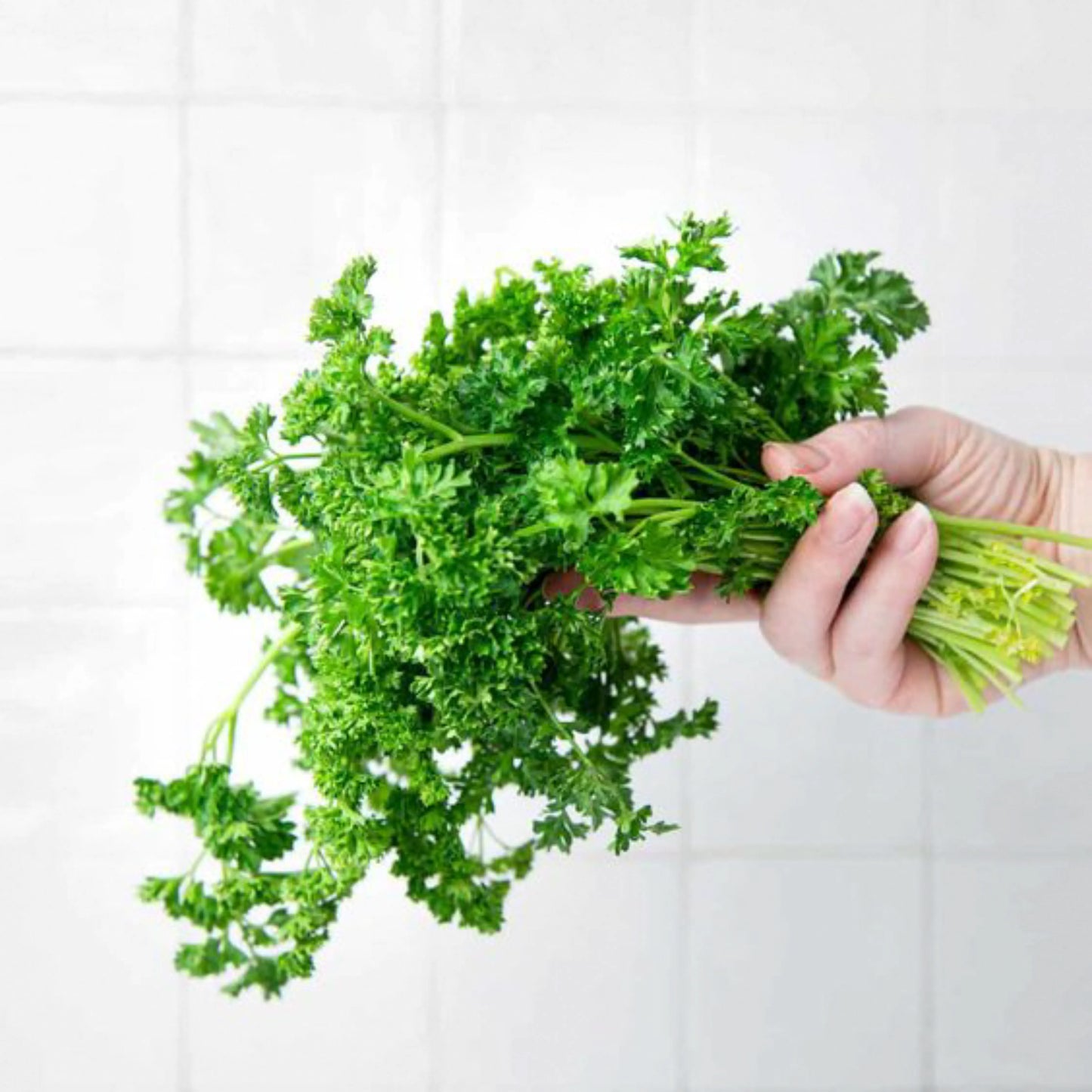 Parsley leaves